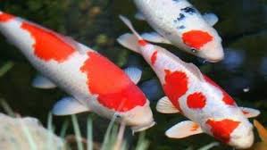  54 Jenis Ikan Koi Harga Gambar Dan Penjelasan Lengkapnya Gambar Hewan Ikan Gambar
