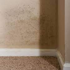 This page describes how to deal with mold on different materials like drywall and wood. Mold On The Walls How To Kill It And Clean Up The Stains Bob Vila