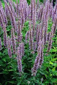 Agastache Anisee Conseil Jardinage Application En Phytotherapie Et Recette De Cuisine