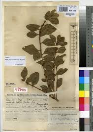 Image result for Scolopia theifolia