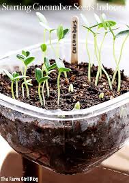 Growing cucumbers from seed is fun and easy! Starting Cucumber Seeds Indoors The Farm Girl Blog
