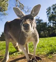 This educational video will help in learning australian animal names and sounds for children in kinder. Australian Animals Animal Facts Encyclopedia