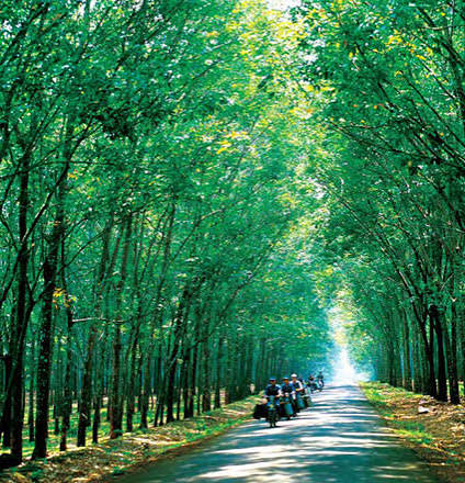Vận chuyển cao su nguyên từ Bình Phước đi Thanh Hóa