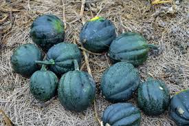 We did not find results for: Harvesting The Winter Squash The Martha Stewart Blog