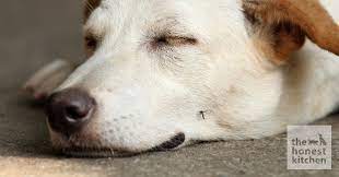 How Mosquitoes Can Damage Your Dog S Health The Honest Kitchen Blog