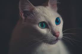 Cat Sooo Cute Animal Photography Cute Cats And Kittens Animals Friendship