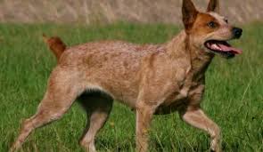 They have alert ears that stand up straight and a keen expression that shows they are eager australian cattle dog temperament. Australian Cattle Dog Im Rasseportrait Zooroyal Magazin