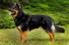 Чешская пастушья собака — Википедия