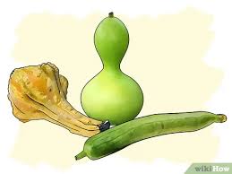 Whether you eat it, or clean with it, luffa gourds are the most versatile vegetable around. How To Grow Gourds With Pictures Wikihow