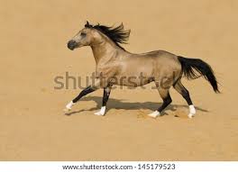 The horse has a tan or gold colored coat with black points (mane, tail, and lower legs). American Quarter Horse Buckskin Stallion Stock Images Page Everypixel