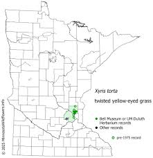 Image result for Xyris schliebenii