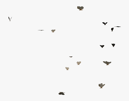 Check spelling or type a new query. Download Butterflies Swarm Transparent Butterfly Gif Png Png Download Kindpng