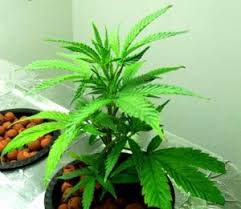 Maybe you would like to learn more about one of these? How To Choose The Best Hps Grow Lights Led Grow Lights Judge