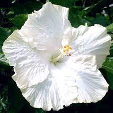 We did not find results for: Pin On Hibiscus