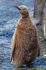 Birds That Cannot Fly With Their Names Pin On Penguins
