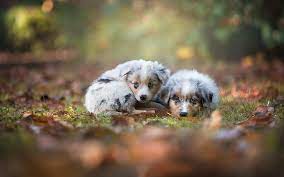 Check spelling or type a new query. Blue Australian Shepherd Puppy Hd Wallpapers Free Download Wallpaperbetter
