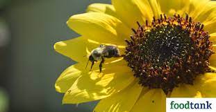 Best flowers for honey bees canada. 15 Organizations And Initiatives Helping To Save The Bees Food Tank