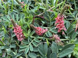 Image result for Indigofera spicata