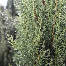 Image result for Cupressus sempervirens