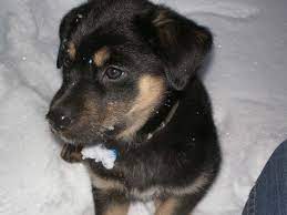 The golden shepherd mix is a loving, caring dog that is very easy to train. 26 Unreal Labrador Cross Breeds You Have To See To Believe In 2021 Labrador German Shepherd Mix Shepherd Dog Mix Labrador Retriever Dog