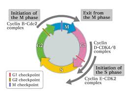 Check spelling or type a new query. Functions Of Cyclins And Cdks