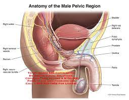 There are many different causes ranging from friction, reaction to soaps or beginning of content. 11054 01a Anatomy Of The Male Pelvic Region Anatomy Exhibits