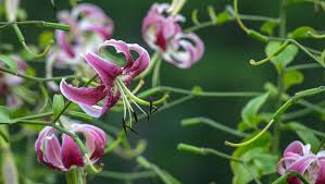Summer bulbs can be planted in beds, borders, containers, or hanging baskets. Easy Summer Bulbs For Beginners P Allen Smith