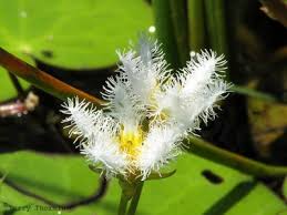 Image result for Arthraerua leubnitziae