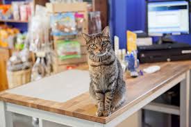 Woody S Pet Food In 2020 Dog Food Recipes Food Animals Living Food
