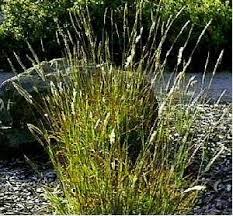 Image result for Bothriochloa