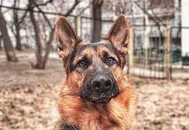 Be it a dobermann, rottweiler or german shepherd, you will find the best name for your watchdog right here. 45 Female Dog Names That Mean Protector The Paws