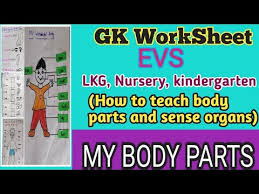 Look at the list below and write the names of. My Body Parts Evs Worksheet G K Question Body Parts For Lkg Nursery Kindergarten Class Part 2 Youtube