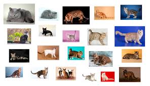 все породы кошек с фотографиями и названиями по алфавиту Veterinar Dlya Koshki V Moskve Lechenie Koshek Na Domu Lyubyh Porod Veterinarnaya Klinika Mosvetskoraya