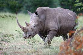 Java nashorn with examples and topics on functional interface, anonymous class, lambda for list, lambda for comparable, default methods, method reference, java date and time, java nashorn, java optional, stream, filter etc. Nashorn African Special Tours