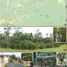 Image result for Tridactyle stevartiana