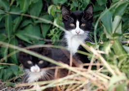 How do you trap a feral cat? David Gard