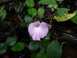 Image result for Aframomum mala