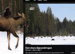 Otherwise they will be shown using the series' origin language. Svt Storsatsar Och Sander Algvandring Live Jaktjournalen