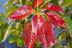 Image result for Ficus ingens