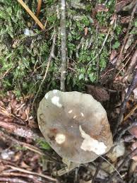 Image result for Russula perlactea