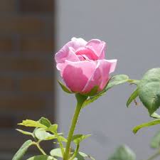 Jun 28, 2021 · 長崎原爆被災者協議会（長崎被災協）の事務局長を2016年まで33年間務め、被爆者運動の中心的な役割を果たした被爆者、山田拓民（やまだ・ひろたみ）氏が28日午前1時35分、肺炎のため、長崎市内の病院で死去した。 Dllpkpcvfcufzm