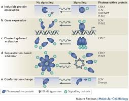 Yeoh mazlina & partners is a law firm in bandar baru sri petaling, kuala lumpur. Illuminating Cell Signalling With Optogenetic Tools Nature Reviews Molecular Cell Biology