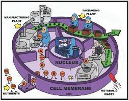Both plant and animal cells are surrounded by a cell membrane composed of lipids and proteins. Http Ct Excelwa Org Ctfiles Science Cell 20analogies 20 20presentation Pdf