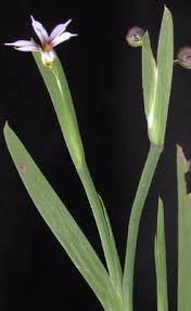 Image result for Sisyrinchium micranthum