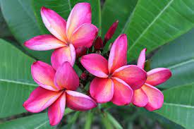 Pin On Plumeria