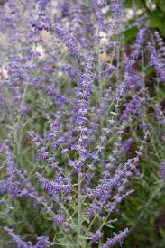 Image result for perovskia atriplicifolia 'little spire'