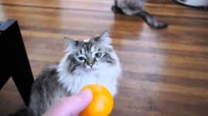 The problem with lemons for cats is that lemons contain the same toxic essential oils and psoralens. Can Cats Eat Oranges Cat Kingpin