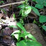 Image result for Habenaria malacophylla