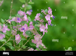 Image result for Karomia