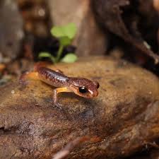 Image result for Vepris sansibarensis